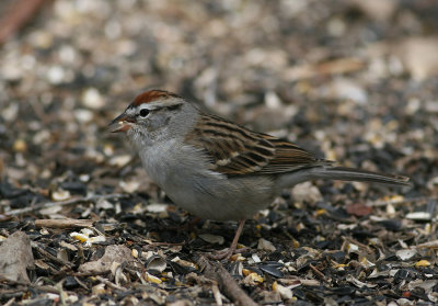 Chipping Sparrow (Spizella passerina)