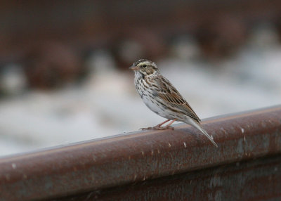 Savannah Sparrow (Passerculus sandwichensis)