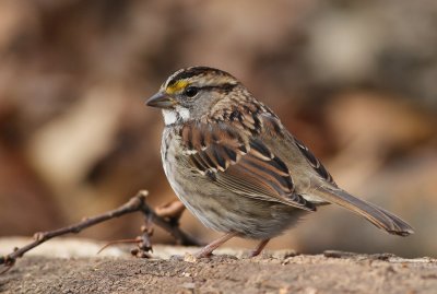 White-throated Sparrow (Zonotrichia albicollis)