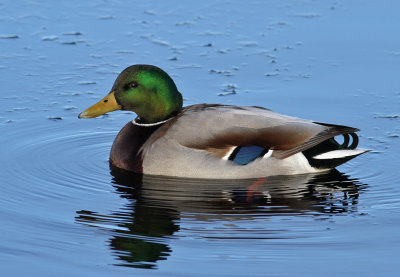 Mallard (Anas platyrhynchos)