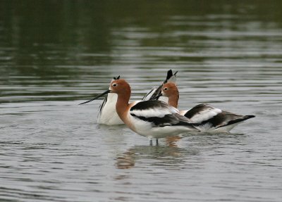 American Avocet (Recurvirostra americana)