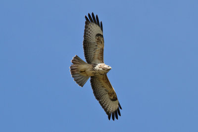 Common Buzzard (Buteo buteo) - ormvråk