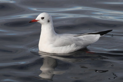 Black-headed Gull (Larus ridibundus) - skrattms