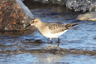 Baird's Sandpiper (Calidris bairdii) - gulbrstad snppa