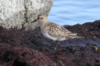 Baird's Sandpiper (Calidris bairdii) - gulbrstad snppa