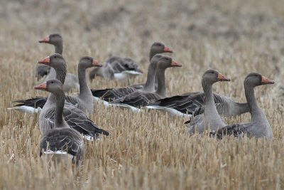 Greylag Goose (Anser anser) - grågås