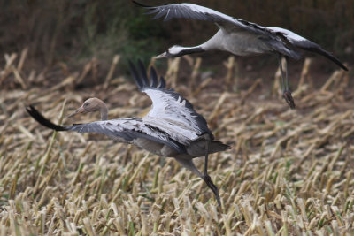 Common Crane (Grus grus) - trana