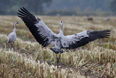 Common Crane (Grus grus) - trana