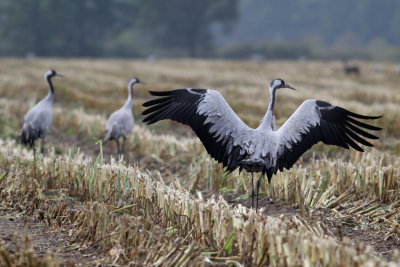 Common Crane (Grus grus) - trana