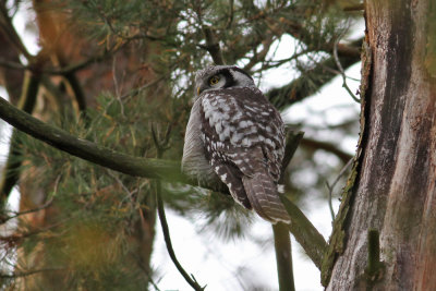 Northern Hawk-Owl (Surnia ulula) - hkuggla