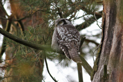 Northern Hawk-Owl (Surnia ulula) - hökuggla