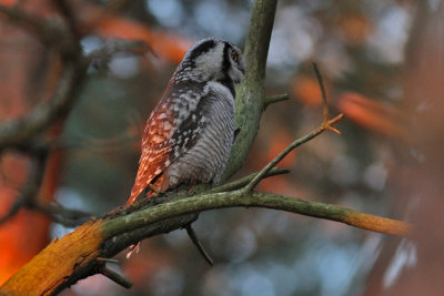 Northern Hawk-Owl (Surnia ulula) - hkuggla