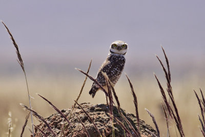 Burrowing Owl (Speotyto cunicularia)
