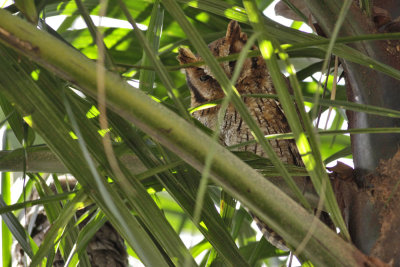 Tropical Screech Owl (Megascops choliba) - Cholibadvrguv