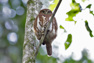 Ferruginous Pygmy Owl (Glaucidium brasilianum) - rostsparvuggla
