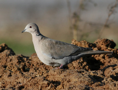 Eurasian Collared-Dove (Streptopelia decaocto)