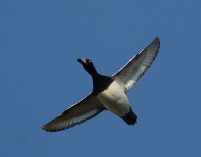 Tufted Duck (Aythya fuligula) - vigg