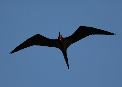 Magnificent Frigatebird (Fregata magnificens)