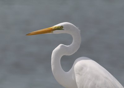 Great Egret (Ardea alba egretta)