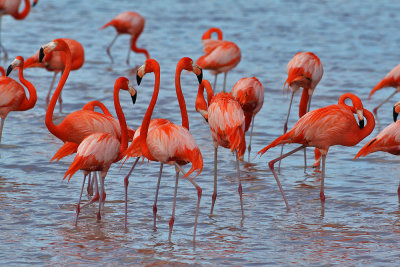 Caribbean (Greater) Flamingo (Phoenicopterus ruber)