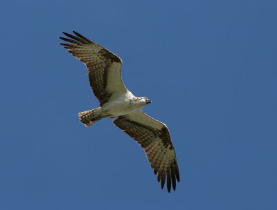 (Caribbean) Osprey (Pandion haliaetus ridgwayi)