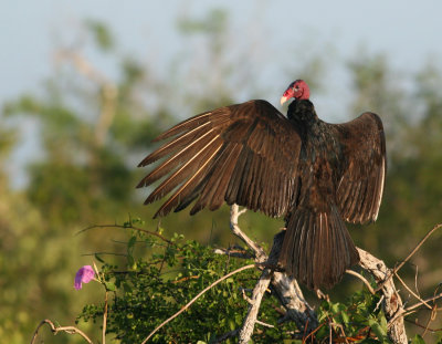 Turkey Vulture (Cathartes aura)