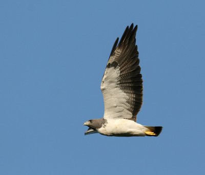 White-tailed Hawk (Buteo albicaudatus)