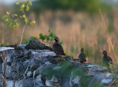 Yucatan Bobwhite (Colinus nigrogularis)