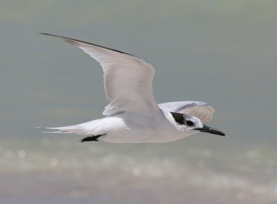 Cabot's Tern (Thalasseus acuflavidus) - Cabottrna