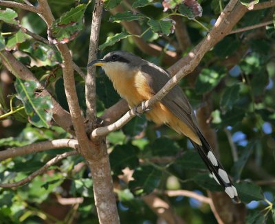 Mangrove Cuckoo (Coccyzus minor)