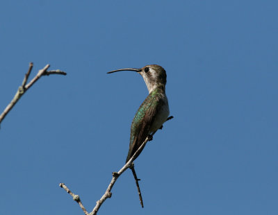 Mexican Sheartail (Colothorax eliza)