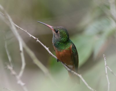 Buff-bellied Hummingbird (Amazilla yucatanensis)