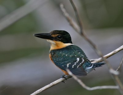 American Pygmy Kingfisher (Chloroceryle americana)