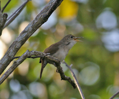 Cozumel Wren (Troglodytes beani)