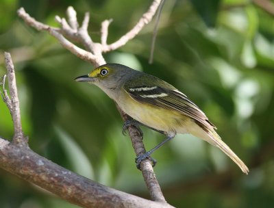 White-eyed Vireo (Vireo griseus)