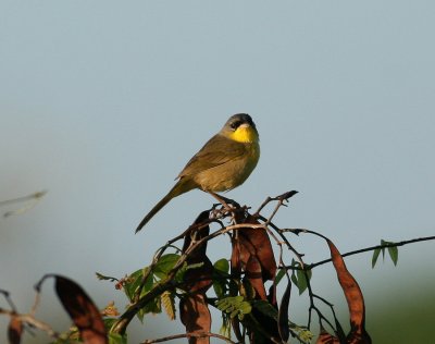 Grey-crowned Yellowthroat (Chamaethlypis poliocephala)