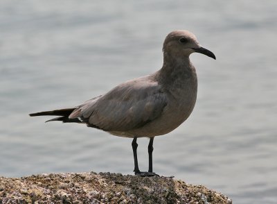 Gray Gull in Mexico