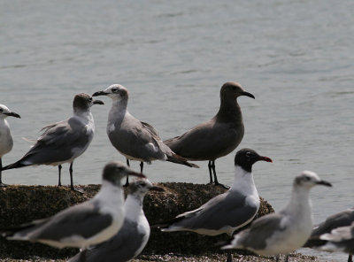 Gray Gull (Larus modestus)