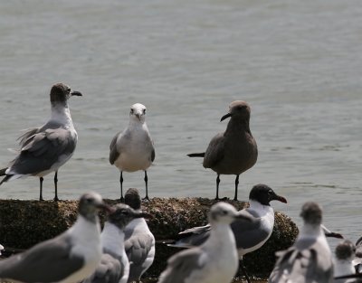 Gray Gull (Larus modestus)