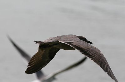 Gray Gull (Larus modestus)