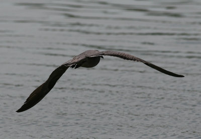 Gray Gull (Larus modestus)