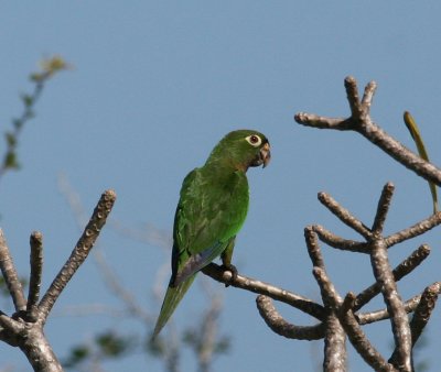 Aztec Parakeet (Aratinga astec)