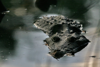 American Crocodile (Crocodylus acutus)