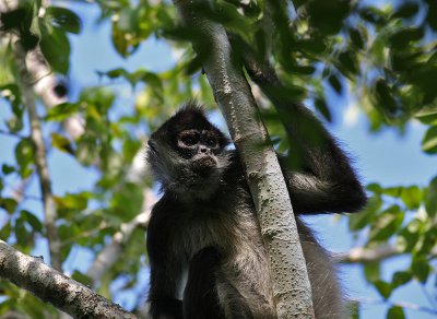 Central American Spider Monkey (Ateles geoffroyi)