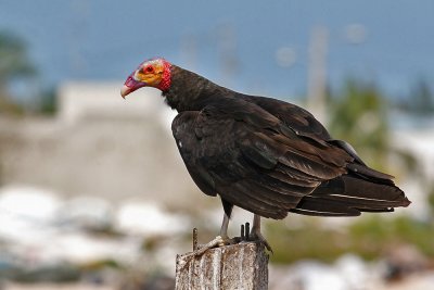 Lesser Yellow-headed Vulture (Cathartes burrovianus)