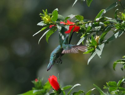 Green-breasted Mango (Anthracothorax prevostii)