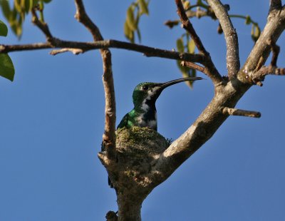 Green-breasted Mango (Anthracothorax prevostii) in the nest