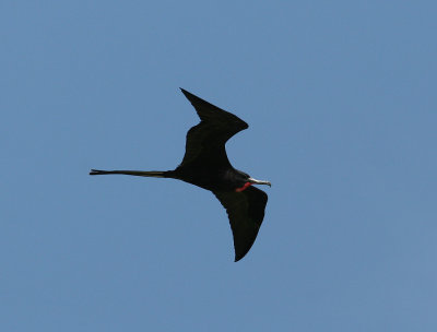 Magnificent Frigatebird (Fregata magnificens)