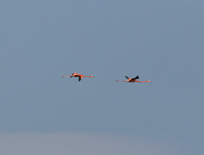 Caribbean (Greater) Flamingo (Phoenicopterus ruber)