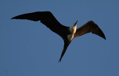 Magnificent Frigatebird (Fregata magnificens)